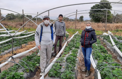 La frutilla chaqueña apunta alto 