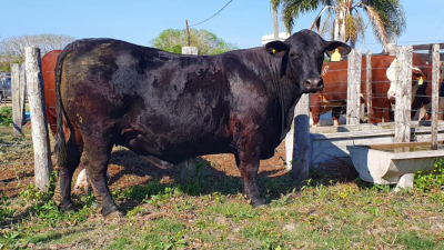 El toro de elite, Brangus negro, fue vendido a 2,6 M de pesos