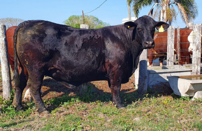 El toro de elite, Brangus negro, fue vendido a 2,6 M de pesos