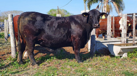 toro-negro.jpg
