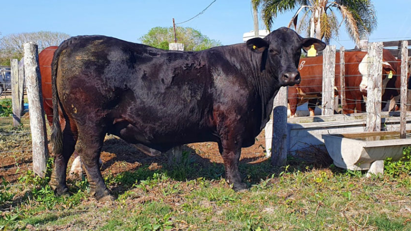 El toro de elite, Brangus negro, fue vendido a 2,6 M de pesos