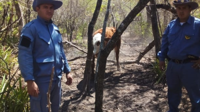 Policías frustraron abigeato en la zona rural de Machagai