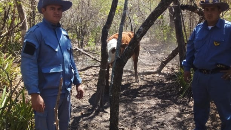 Policías frustraron abigeato en la zona rural de Machagai