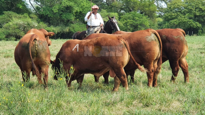 Tiempo de descuento para el 7º Remate de Reproductores en San Luis del Palmar