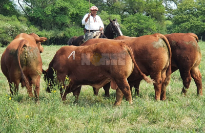 Tiempo de descuento para el 7º Remate de Reproductores en San Luis del Palmar