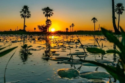 ibera corrientes.jpg