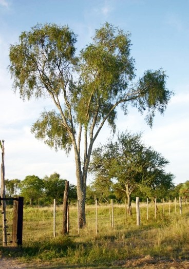 Quebracho blanco.jpg