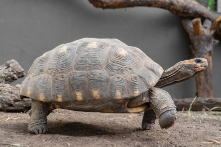 tortu7.jpg