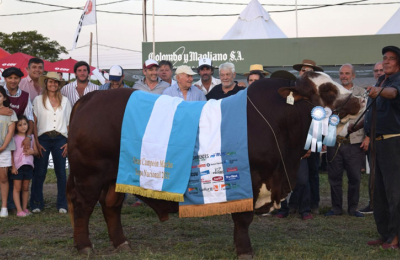 Gran desfile de lo mejor de las razas Braford, Brangus, Brahman y caballos criollos.