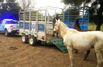 Denuncian robo de caballos con destino a faena y posterior comercialización