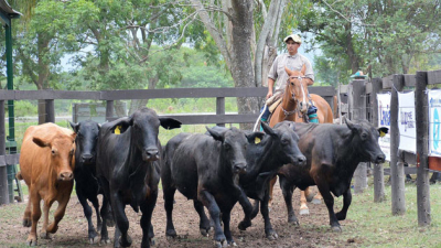 Margarita Belén será sede de un nuevo remate ganadero