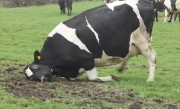 vaca-loca-brasil.jpg