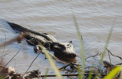 Identifican aves y mamíferos para el nuevo Parque Nacional Laguna El Palmar