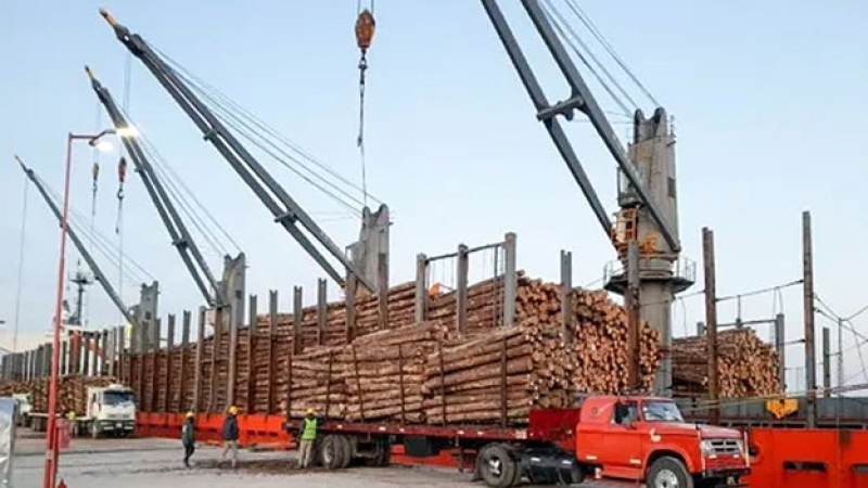 Corrientes construirá un mega aserradero, y será el más grande del país.