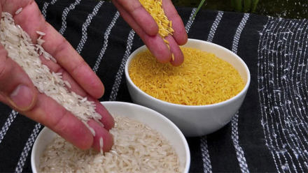 arroz-dorado.jpg