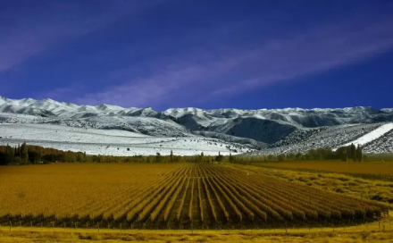 Mendoza.jpg