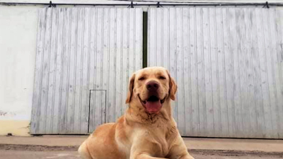Tupac, primer perro certificado para la búsqueda de personas vivas en la provincia