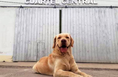 Tupac, primer perro certificado para la búsqueda de personas vivas en la provincia