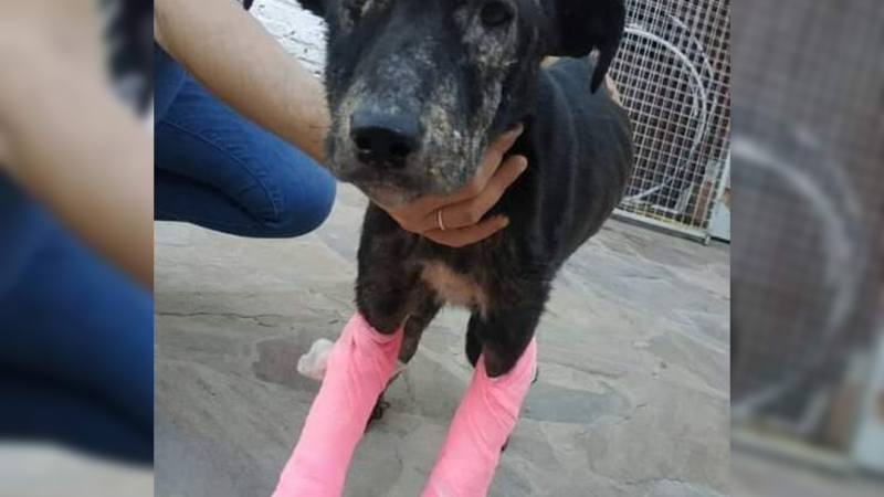 Solicitan ayuda para perritos con distintas heridas y enfermedades