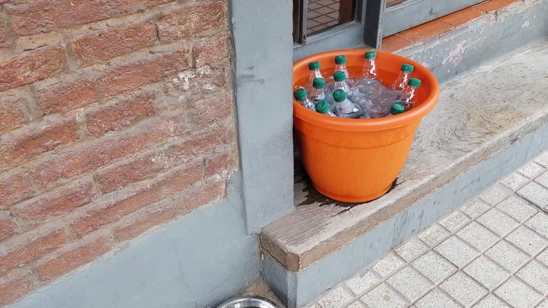 Solidaridad para paliar la ola de calor: un bar de Resistencia ofrece alimento y agua para perritos