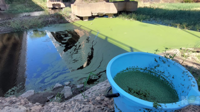 Algas en el río Negro: se aguarda el análisis de APA para verificar el grado de toxicidad