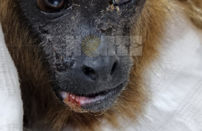 "Lali", la mona que experimentó lo peor y lo mejor de los humanos