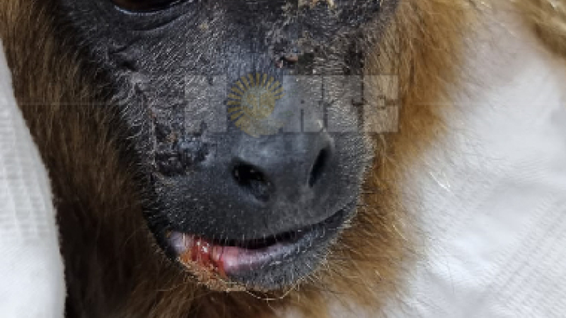 "Lali", la mona que experimentó lo peor y lo mejor de los humanos