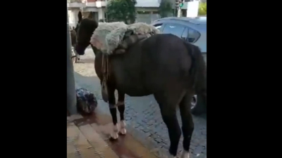 Se fue a cortar el pelo y dejó el caballo en la puerta de la peluquería