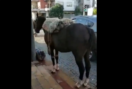 caballo.jpg