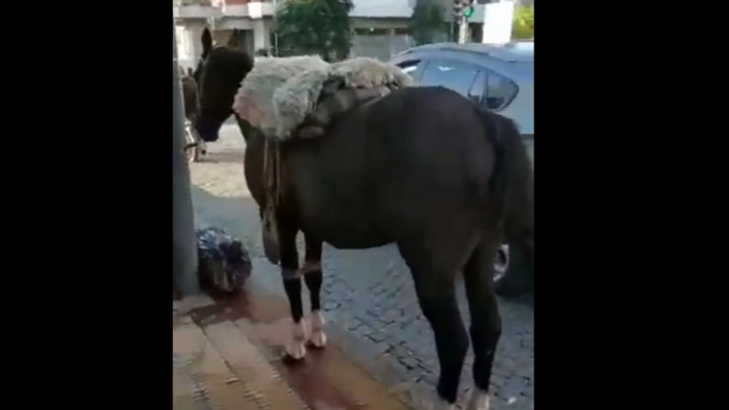 Se fue a cortar el pelo y dejó el caballo en la puerta de la peluquería