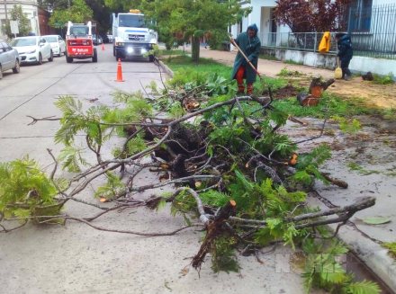 arbol03.jpg