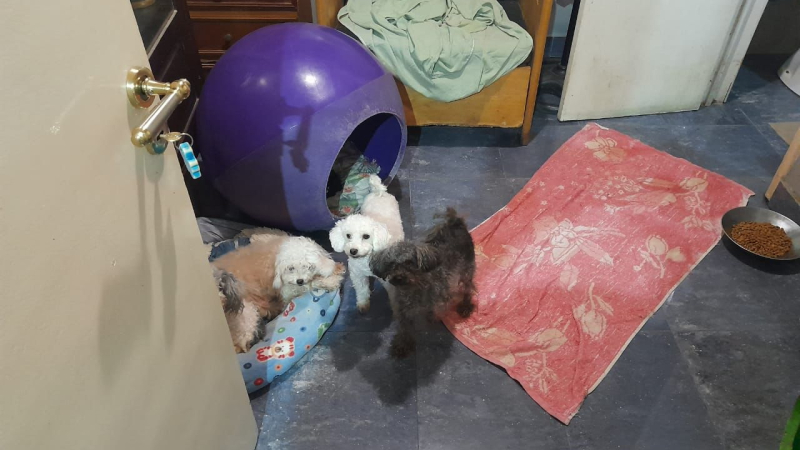 Rescataron 24 perros de un criadero ilegal y detienen a los responsables