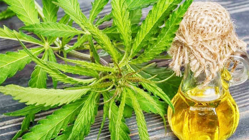 Chaco se suma a los autocultivadores de cannabis con fines medicinales