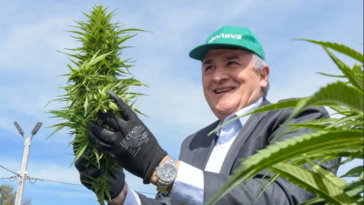 Jujuy: comenzó la cosecha de cannabis medicinal