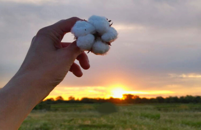 El algodón, el cultivo emblema del Chaco, con proyección 2030