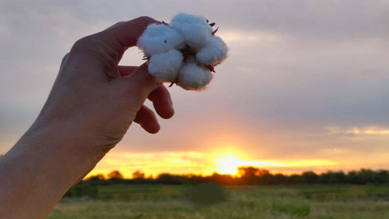 El algodón, el cultivo emblema del Chaco, con proyección 2030