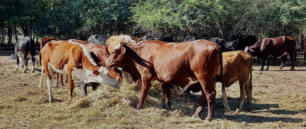ganaderia.jpg