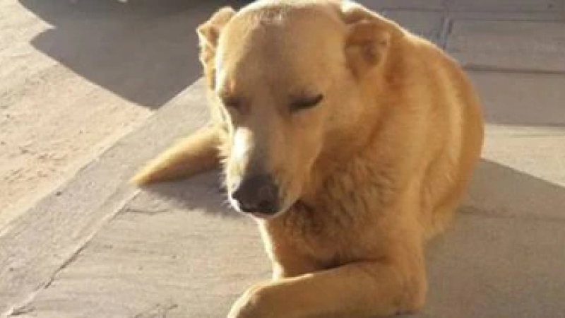 Condenaron a un hombre que torturó hasta la muerte a un perro