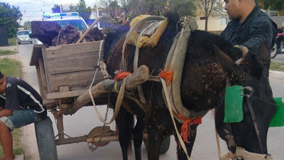 Explotación animal: más de 60 caballos rescatados de las calles y rutas