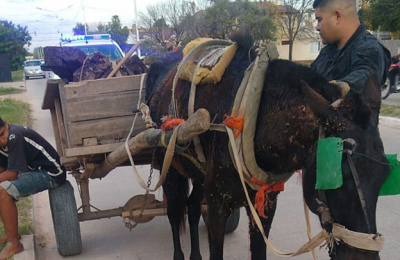 Explotación animal: más de 60 caballos rescatados de las calles y rutas