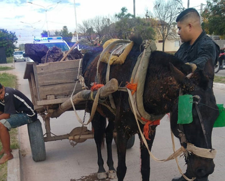 caballo.jpg