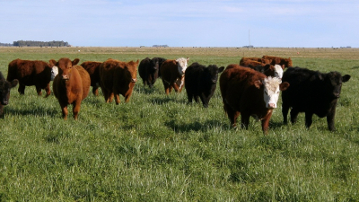 Este jueves, en Machagai, jornada sobre pasturas megatérmicas para un Chaco ganadero