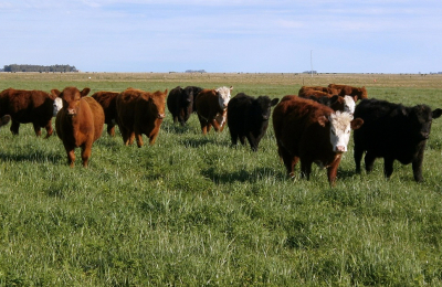 Este jueves, en Machagai, jornada sobre pasturas megatérmicas para un Chaco ganadero