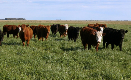 Megatermicas pasturas.jpg