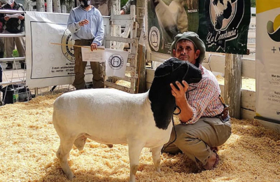 "Queremos posicionar una raza que da buena carne", dice el productor Gustavo Guastalla