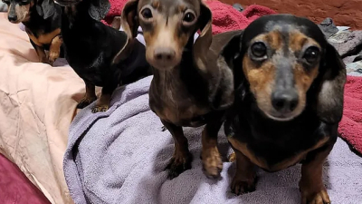Récord de solicitudes para adoptar a los 55 perros salchicha rescatados de un criadero ilegal