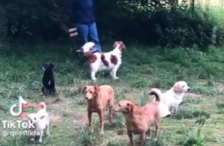 perros.jpg