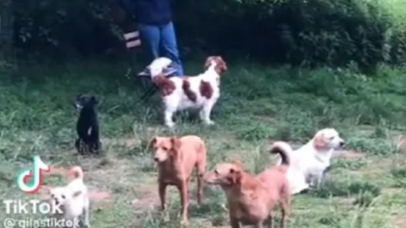 Organizaron una reunión de "perros introvertidos" y se volvió viral