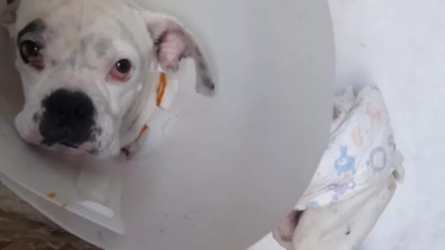 "León" tiene un tumor y necesita ayuda para solventar su tratamiento
