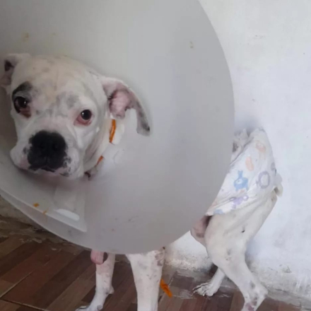 Leon perrito.jpg